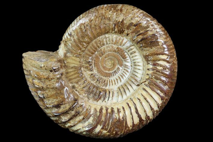 Perisphinctes Ammonite - Jurassic #90444